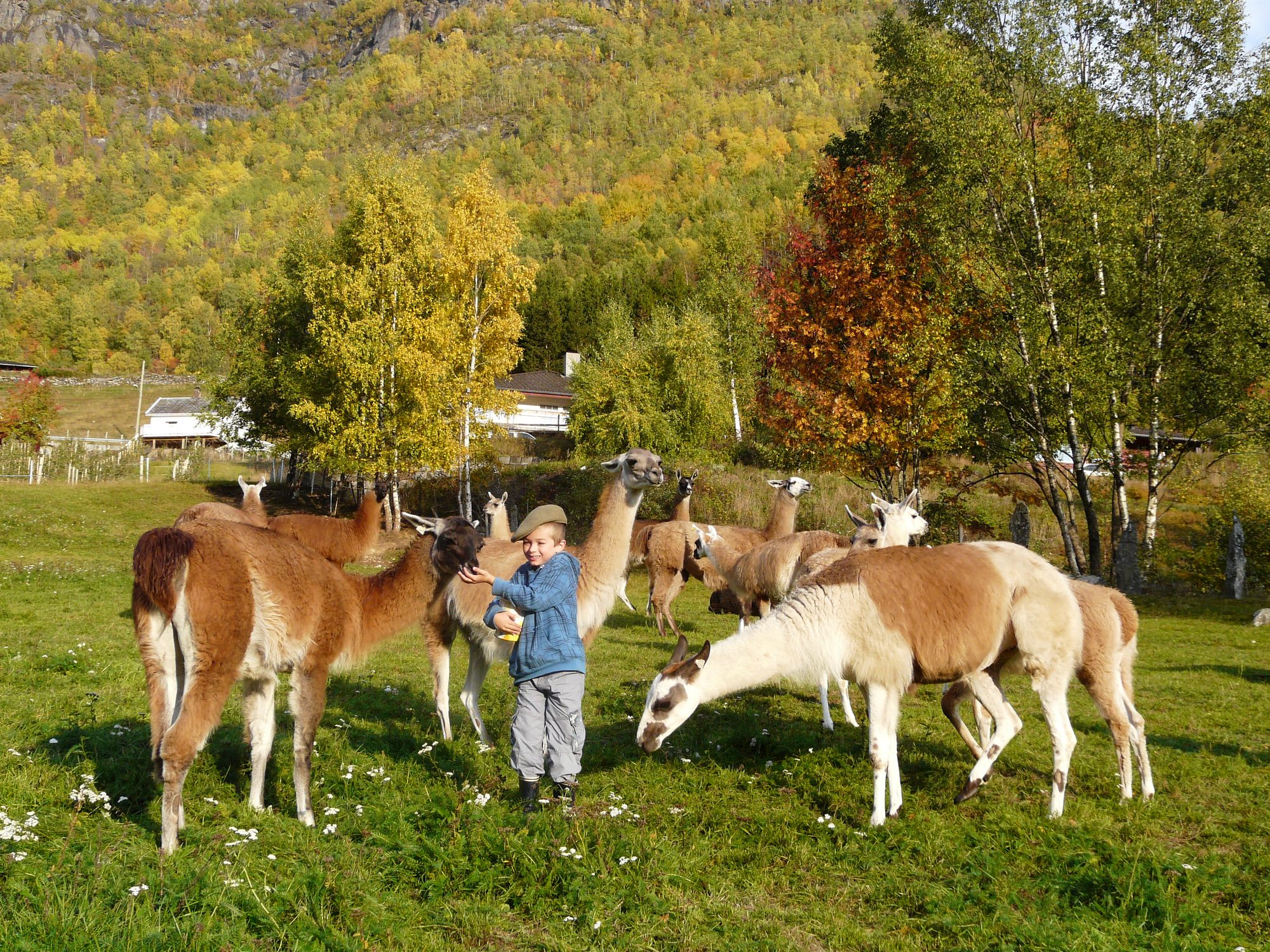 A boy feeding a llama in the middle of the herd on a meadow at the llama farm in the Mørkrid valley, birches in autumn yellow and red behind and a steep wooded mountainside above