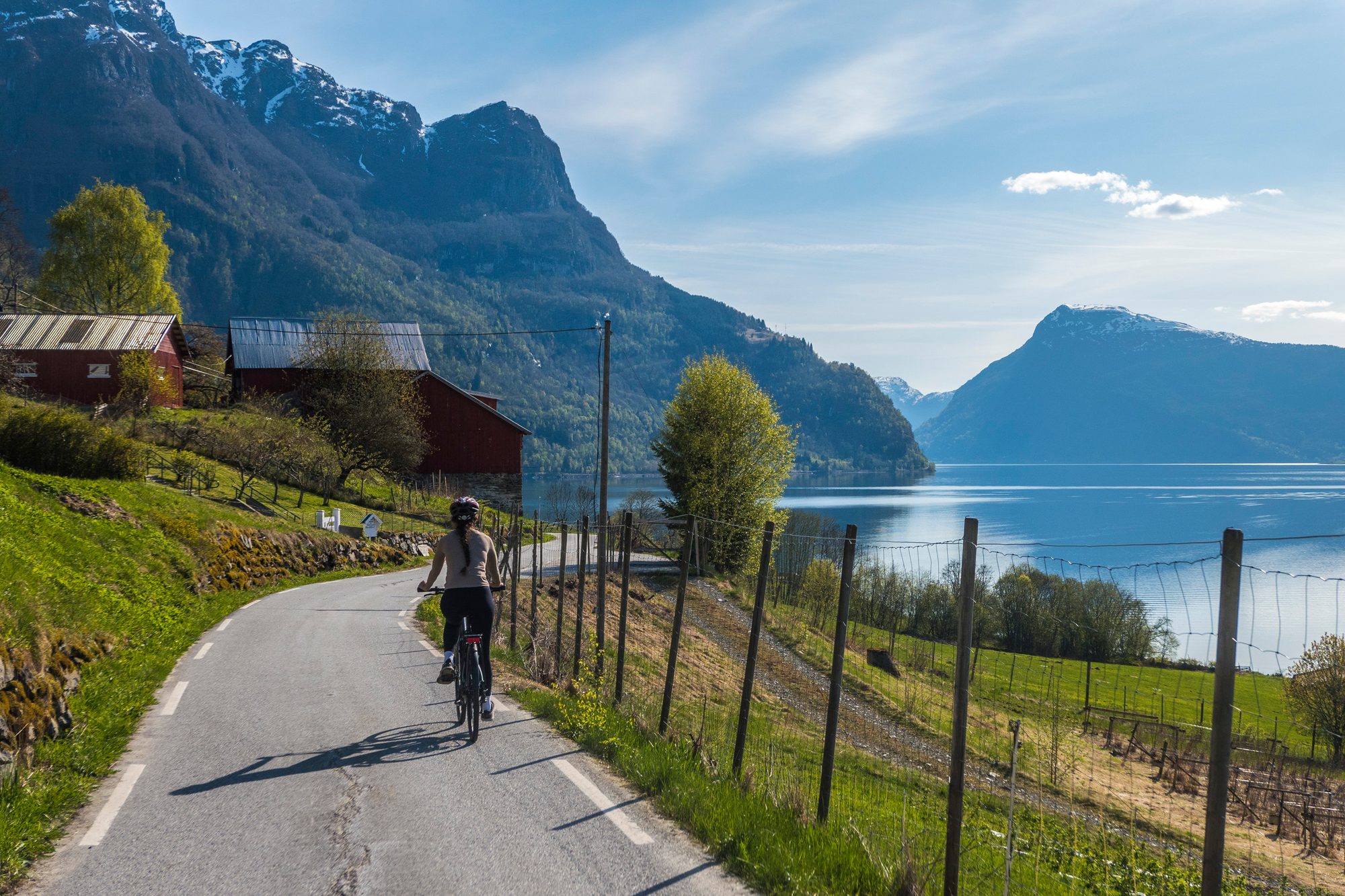 A cyclist on the narrow road beside the Lustrafjord, past red farm buildings and a fence, the fjord and its mountains opening out ahead