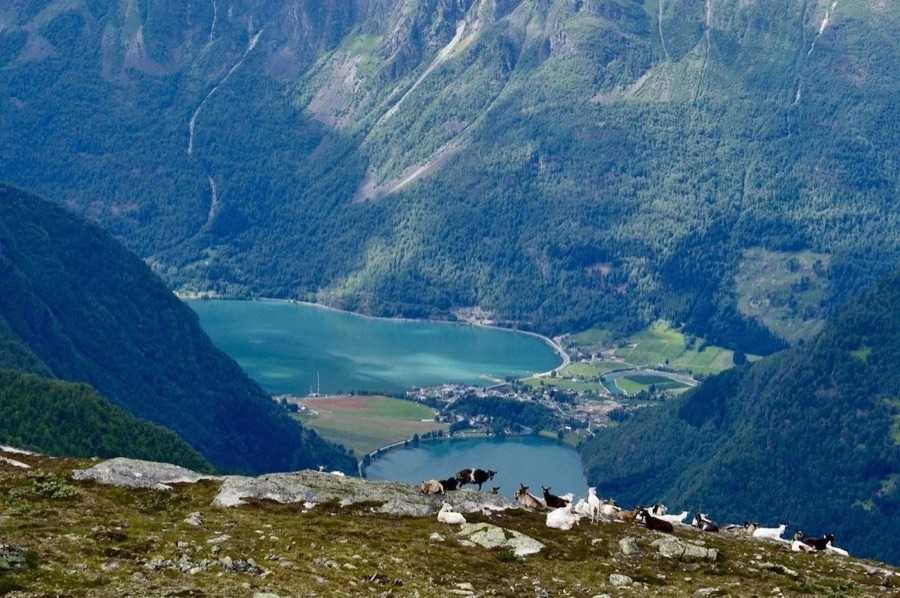 The view from the ridge high above Skjolden: the fjord arm and the lake on the valley floor far below with the farmland and village between them, and a herd of goats resting on the rock in the foreground